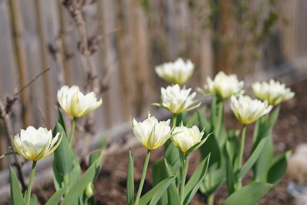 kremfargede tulipaner om våren 