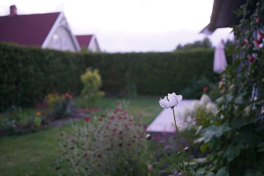 Kosmos blomster om kvelden i hagen