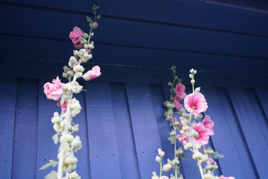 Rosa stokkroser som rekker helt til taket på huset