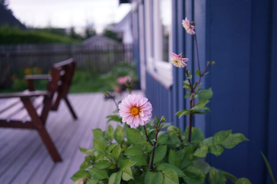 Rosa pompong dahlia på en terrasse.