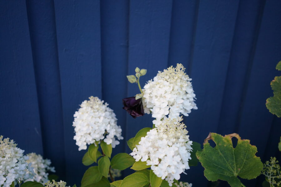 Syrinhortensia med en liten svart stokkrose ved siden av