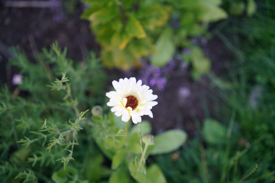 Hvit ringblomst i blomsterbed