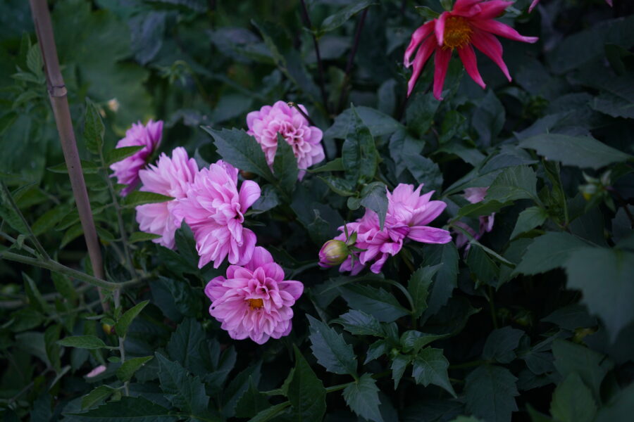 Rosa dahlia med mørke blader.